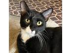 Adopt O'Malley a All Black Domestic Shorthair / Mixed cat in Las Vegas