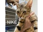 Adopt Nike 24485 a Brown or Chocolate Domestic Shorthair / Mixed cat in