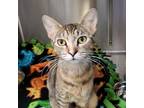 Adopt Alma 24477 a Brown or Chocolate Domestic Shorthair / Mixed cat in