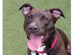 Adopt Lala a Black American Pit Bull Terrier / Mixed dog in Cleveland