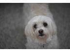 Adopt Sarita a Tan/Yellow/Fawn Havanese / Mixed dog in Colorado Springs