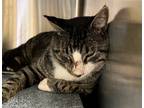 Adopt Roosevelt a Brown or Chocolate Domestic Shorthair / Domestic Shorthair /