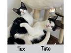 Adopt Tate a All Black Domestic Shorthair / Domestic Shorthair / Mixed cat in