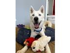 Adopt Cookie a White Husky / Mixed dog in Chicago, IL (38943564)