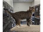 Adopt Bon a Brown Tabby Domestic Shorthair / Mixed (short coat) cat in Hilton