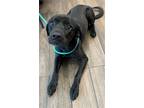 Adopt Fish a Black Labrador Retriever / Mixed dog in Hilton Head, SC (39015370)