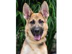 Adopt Rosie von Rennau a Black - with Tan, Yellow or Fawn German Shepherd Dog /