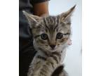 Adopt Rory a Tan or Fawn Domestic Shorthair / Domestic Shorthair / Mixed cat in