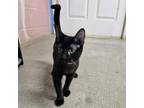 Adopt Sassy a All Black Domestic Shorthair / Mixed cat in Laredo, TX (39018218)