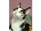 Adopt Minerva a All Black Domestic Shorthair / Domestic Shorthair / Mixed cat in