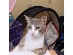 Adopt Louisa #melts-your-heart a Gray or Blue (Mostly) Domestic Shorthair /