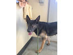 Adopt Star a Black German Shepherd Dog / Mixed dog in South Abington Township