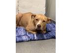 Adopt Truffle a Tan/Yellow/Fawn American Pit Bull Terrier / Mixed dog in