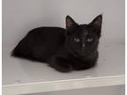 Adopt Sweet Dee a All Black Domestic Shorthair (medium coat) cat in Geneseo