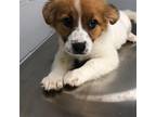 Adopt Dora a Mixed Breed (Medium) / Mixed dog in Rancho Santa Fe, CA (39017603)