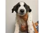 Adopt Sonoma a Mixed Breed (Medium) / Mixed dog in Rancho Santa Fe