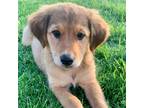 Adopt Tanya a Mixed Breed (Medium) / Mixed dog in Rancho Santa Fe, CA (39000825)