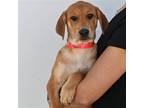 Adopt Toni a Mixed Breed (Medium) / Mixed dog in Rancho Santa Fe, CA (39000822)