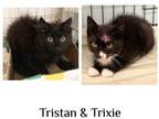 Adopt Tristan & Trixie-Bonded Pair a All Black Domestic Mediumhair / Mixed