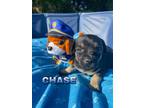 Adopt Chase a Black - with Tan, Yellow or Fawn Terrier (Unknown Type