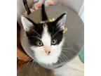 Adopt Ketu a Black & White or Tuxedo Domestic Shorthair / Mixed (short coat) cat