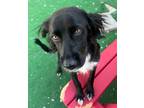 Adopt Tux a Spaniel (Unknown Type) / Mixed Breed (Medium) / Mixed dog in Warren