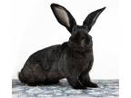 Adopt Quinn a Agouti American / Mixed (medium coat) rabbit in Great Neck