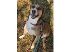 Adopt Luke a Husky / Hound (Unknown Type) / Mixed dog in LaBelle, FL (36777412)