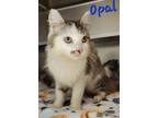 Adopt Opal a Domestic Mediumhair / Mixed (medium coat) cat in Cambridge