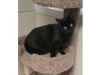 Adopt EEVEE a Domestic Shorthair / Mixed (short coat) cat in Sandusky