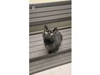Adopt PIKACHU a Domestic Shorthair / Mixed (short coat) cat in Sandusky