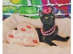 Adopt Lexie Grace a All Black Bombay (short coat) cat in Glendale, AZ (39016349)