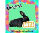 Adopt Cimcime Louisville a Other/Unknown / Mixed (short coat) rabbit in