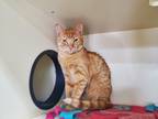 Adopt Marigold a Orange or Red Domestic Shorthair cat in Portland, OR (39016158)