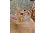 Adopt Rambler a Domestic Shorthair / Mixed (short coat) cat in Chaska