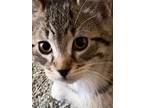 Adopt Jax Jr. a Domestic Shorthair / Mixed (short coat) cat in Chaska