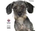 Adopt Finnley a Schnauzer (Standard) / Terrier (Unknown Type