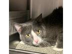 Adopt Howdy Bonded Buddy With Meowdy a Domestic Shorthair / Mixed cat in Des