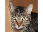 Adopt Buddy -- Bonded Buddy With Vegas a Domestic Shorthair / Mixed cat in Des