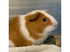 Adopt Luigi -- Bonded Buddies With Larry & Lenny a Guinea Pig small animal in