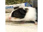 Adopt Larry -- Bonded Buddies With Lenny & Luigi a Guinea Pig small animal in