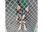 Adopt Allie a Black - with Tan, Yellow or Fawn Shepherd (Unknown Type) / Mixed