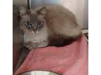 Adopt Capt. Hook a Cream or Ivory (Mostly) Domestic Longhair / Mixed (long coat)
