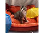Adopt Joey a Siamese / Mixed cat in Bountiful, UT (39015810)
