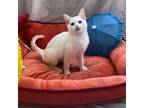 Adopt Rachel a Domestic Shorthair / Mixed cat in Bountiful, UT (39015808)