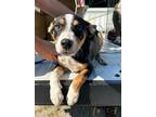 Adopt Ricky a Black Entlebucher / Mixed dog in Bartlesville, OK (39015662)