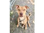 Adopt Penny a Red/Golden/Orange/Chestnut Mixed Breed (Medium) / Mixed dog in