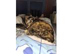 Adopt Persephone a Tortoiseshell Domestic Shorthair / Mixed (short coat) cat in
