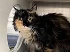 Adopt TRUDY a Tortoiseshell Domestic Mediumhair / Mixed (medium coat) cat in