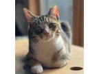 Adopt Marin a Domestic Shorthair / Mixed (short coat) cat in Newnan